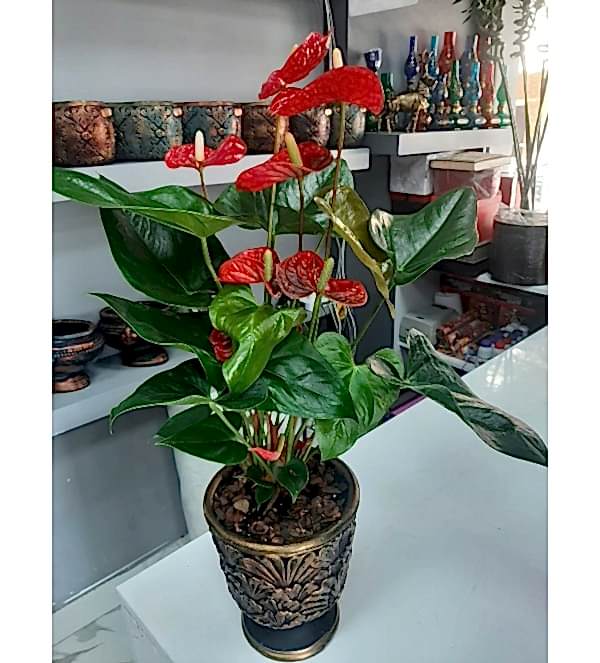 Özel Saksılı Antorium Çiçek